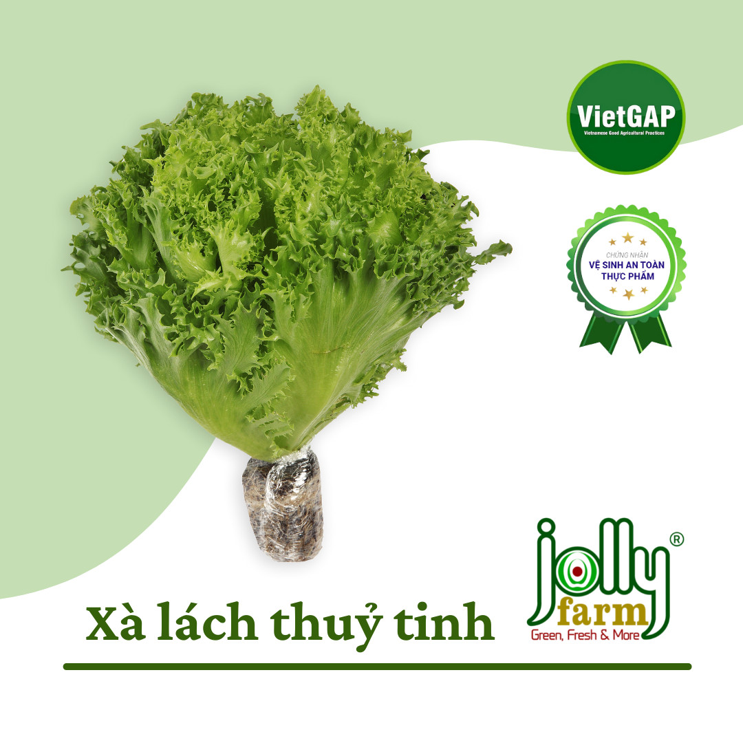 Xà lách thủy tinh Đà Lạt chuẩn VietGAP (300g)